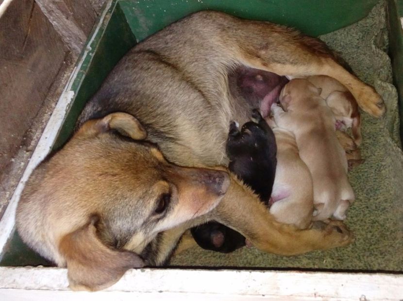  - AAAAAAAAA__DIVA_OSMI URMASUL LUI OSMAN IN MEMORIAM