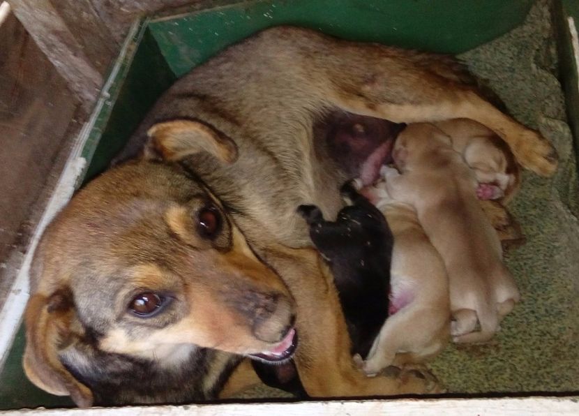  - AAAAAAAAA__DIVA_OSMI URMASUL LUI OSMAN IN MEMORIAM