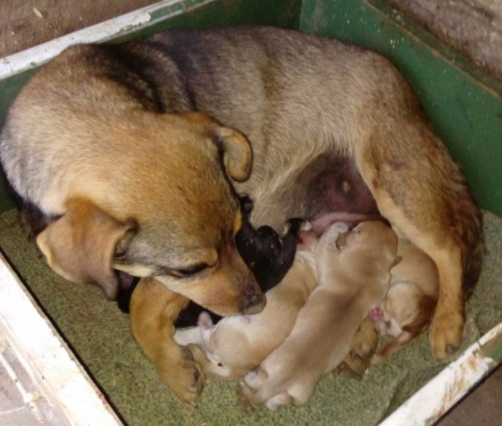  - AAAAAAAAA__DIVA_OSMI URMASUL LUI OSMAN IN MEMORIAM