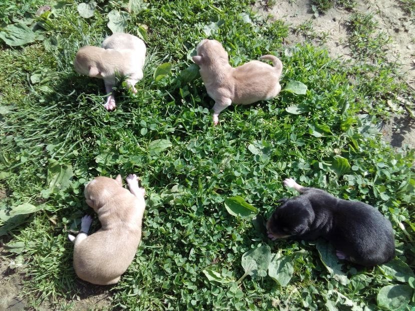  - AAAAAAAAA__DIVA_OSMI URMASUL LUI OSMAN IN MEMORIAM