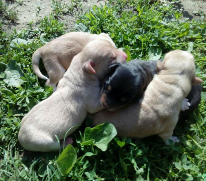  - AAAAAAAAA__DIVA_OSMI URMASUL LUI OSMAN IN MEMORIAM