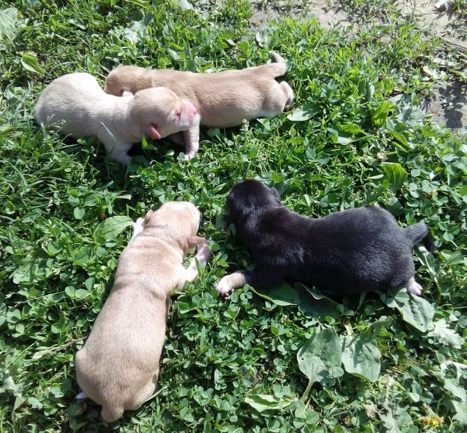  - AAAAAAAAA__DIVA_OSMI URMASUL LUI OSMAN IN MEMORIAM