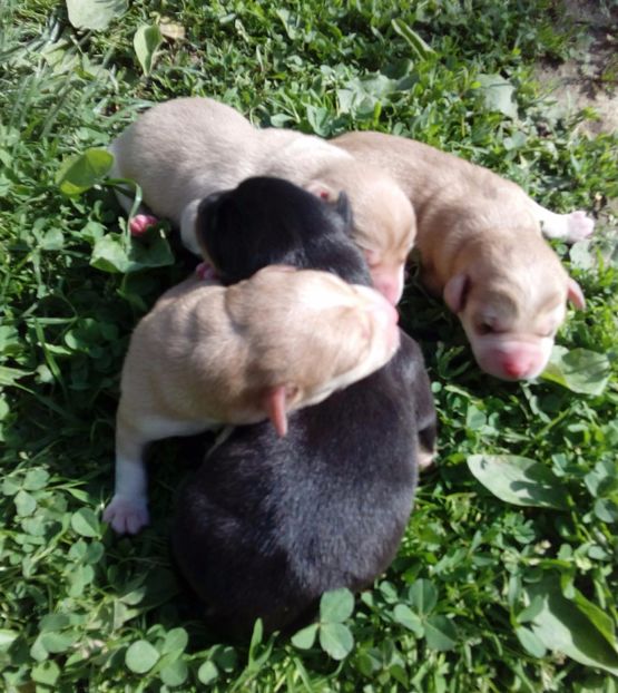  - AAAAAAAAA__DIVA_OSMI URMASUL LUI OSMAN IN MEMORIAM