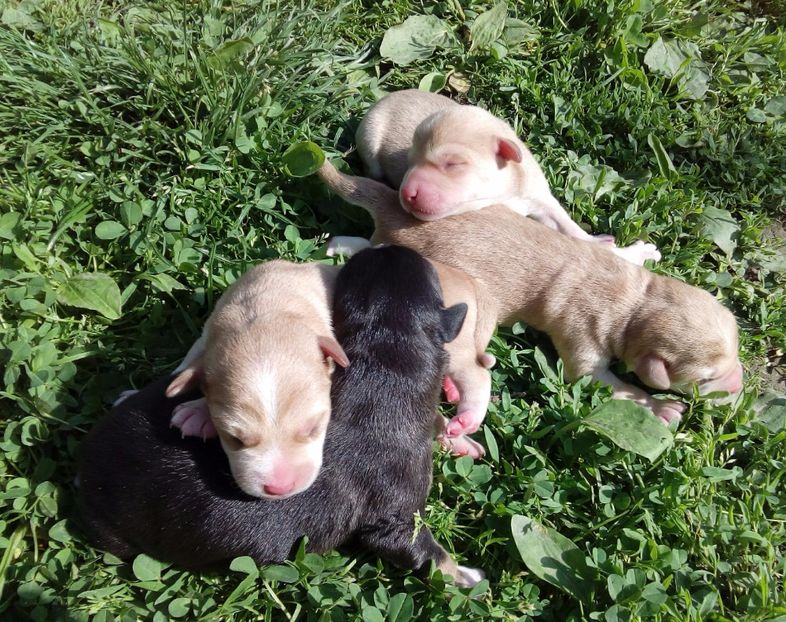  - AAAAAAAAA__DIVA_OSMI URMASUL LUI OSMAN IN MEMORIAM