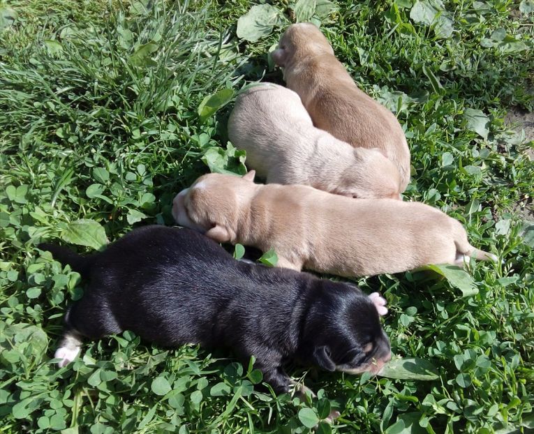  - AAAAAAAAA__DIVA_OSMI URMASUL LUI OSMAN IN MEMORIAM