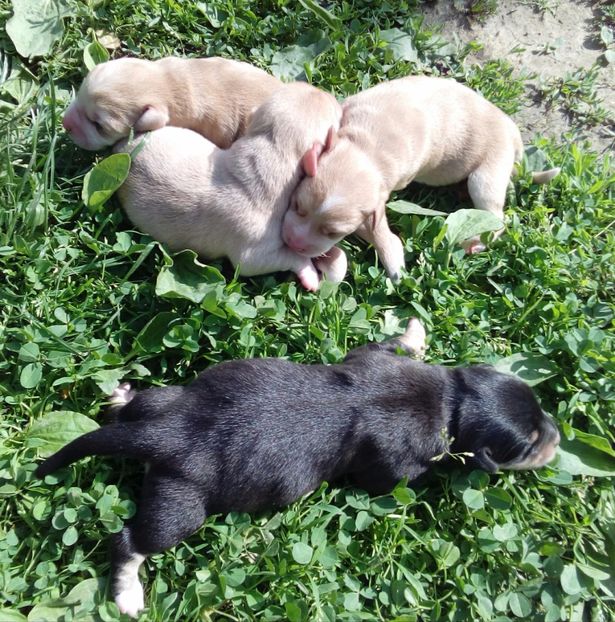  - AAAAAAAAA__DIVA_OSMI URMASUL LUI OSMAN IN MEMORIAM