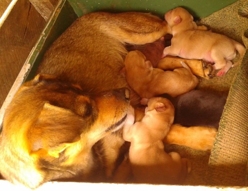  - AAAAAAAAA__DIVA_OSMI URMASUL LUI OSMAN IN MEMORIAM