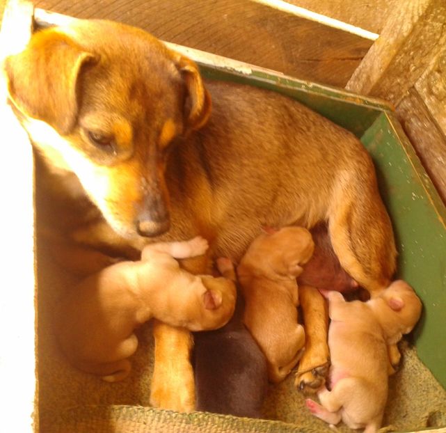  - AAAAAAAAA__DIVA_OSMI URMASUL LUI OSMAN IN MEMORIAM