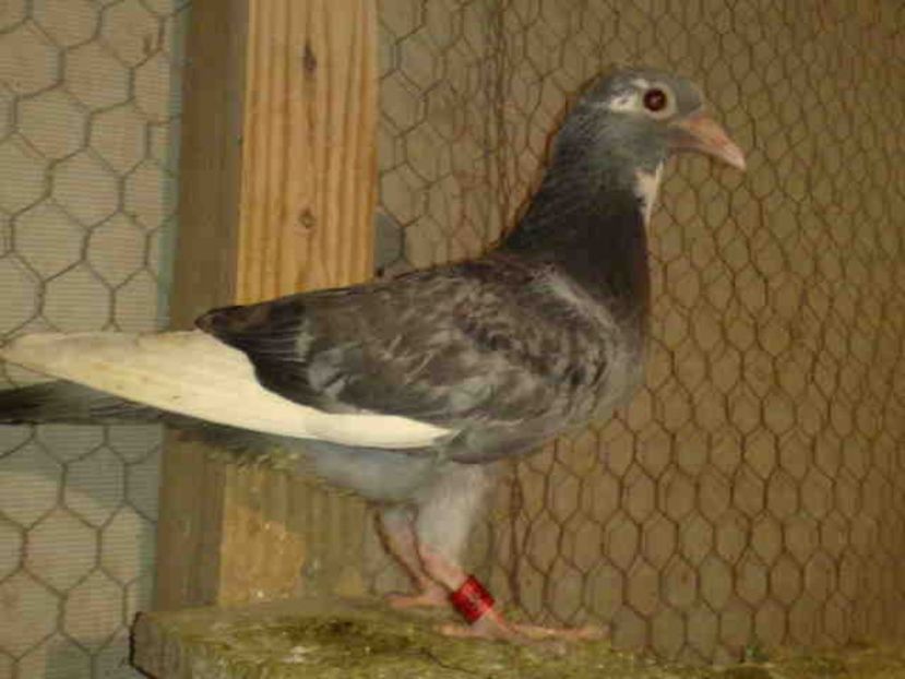 48-vandut - X-Porumbei vinduti