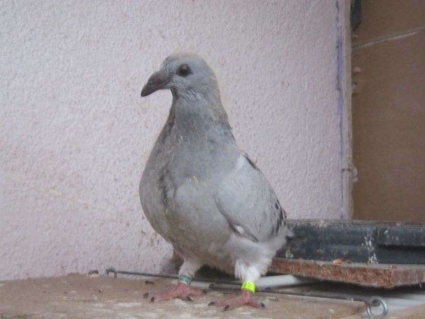 fiica porsche - PUII 2017 DIN LA FABRICA