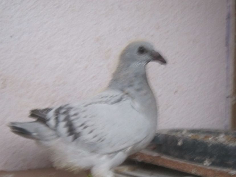  - PUII 2017 DIN LA FABRICA