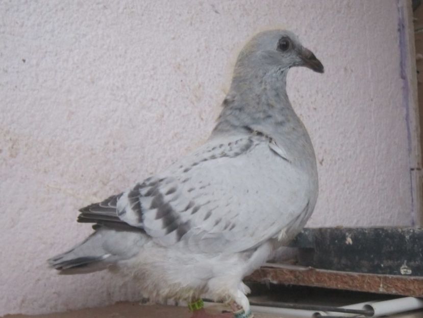  - PUII 2017 DIN LA FABRICA