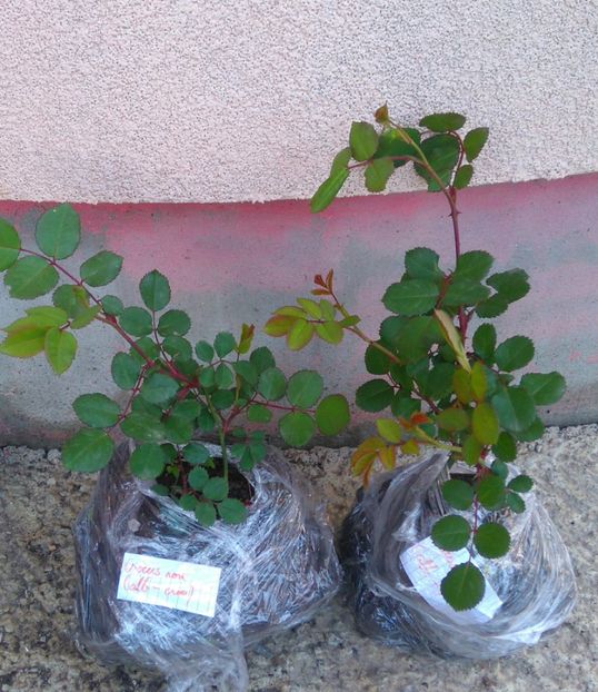 Crocus rose - Diverse