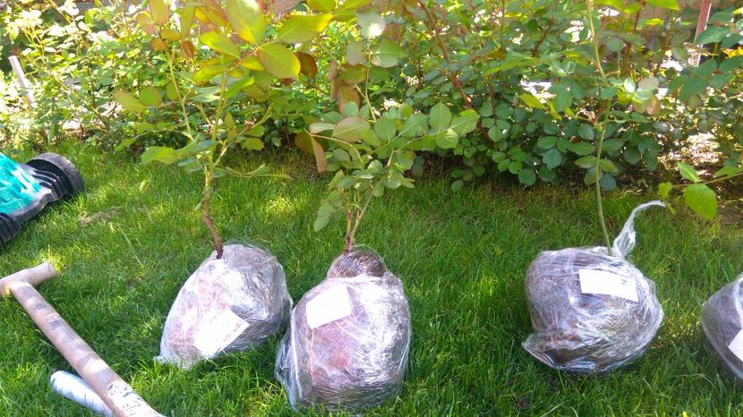 Eden rose si spirit of Freedom - Diverse