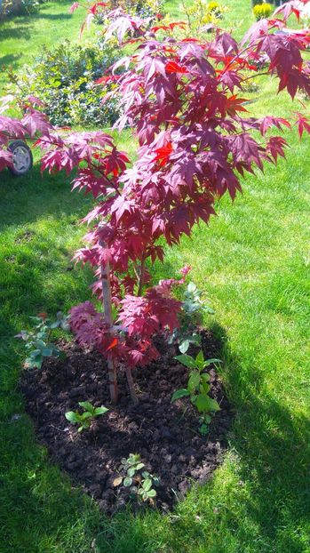 Plantat grup Astrid Grafin von Hardenberg - Diverse