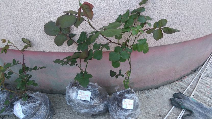 Dee dee Bridgewater - Diverse