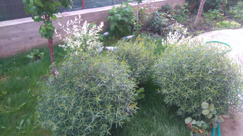 Salix gracilis - Arbori -arbusti ornamentali de exterior si liane