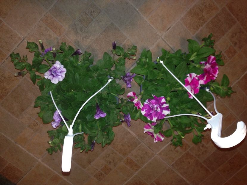 petunii - Achizitii FLORI 2017