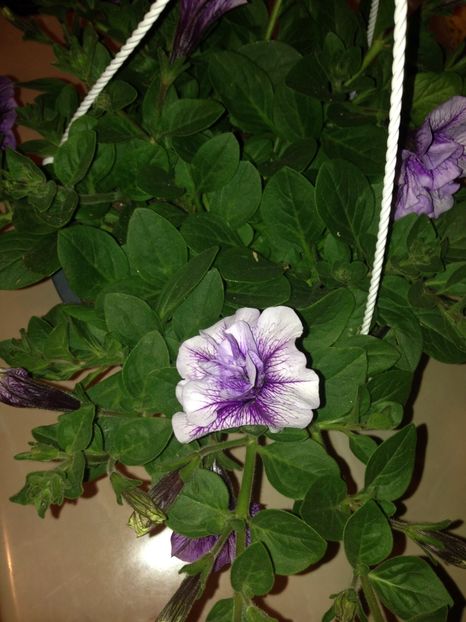 petunii - Achizitii FLORI 2017