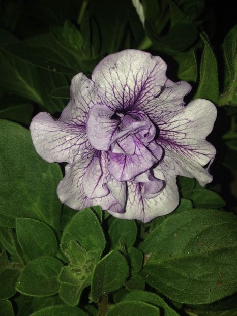 petunii - Achizitii FLORI 2017