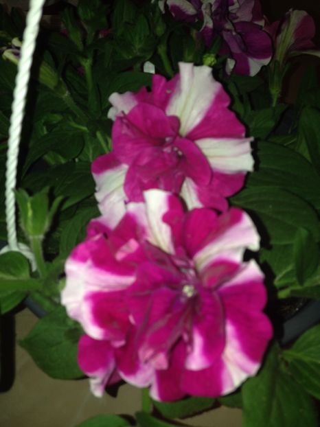 petunii - Achizitii FLORI 2017