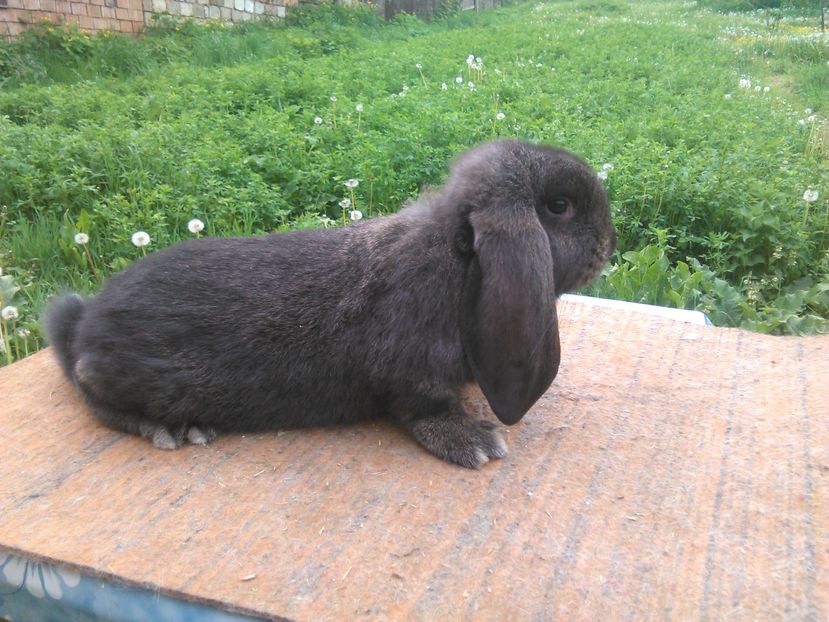  - A BERBEC GERMAN F 1