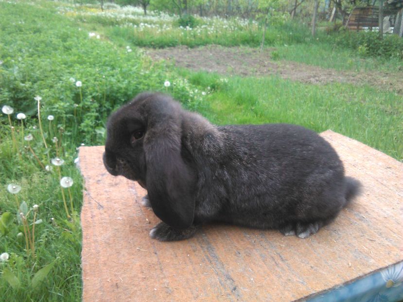  - A BERBEC GERMAN F 1