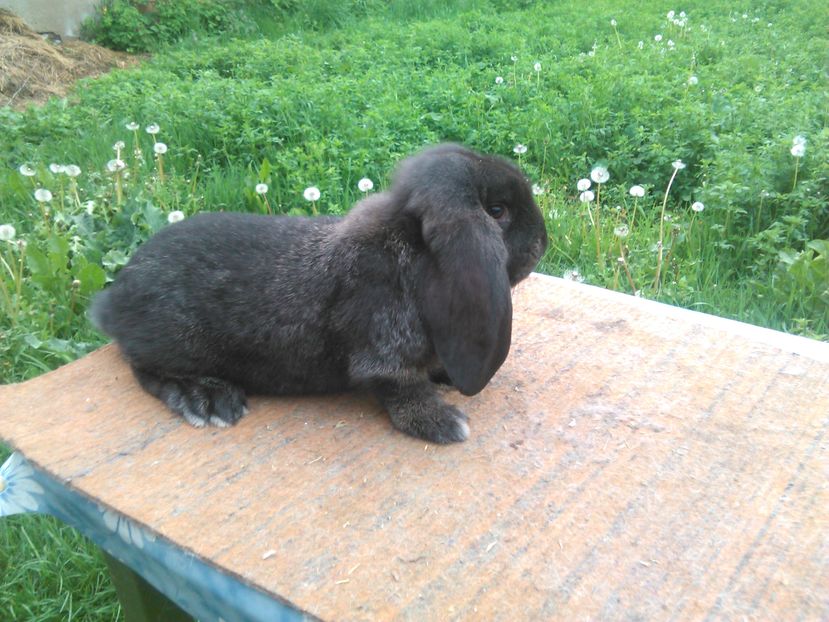  - A BERBEC GERMAN F 1