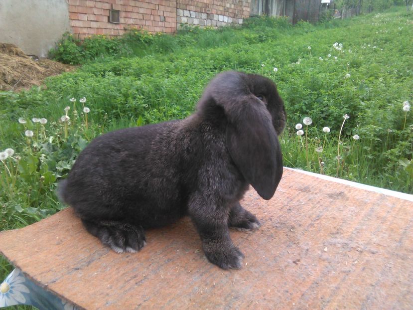  - A BERBEC GERMAN F 1