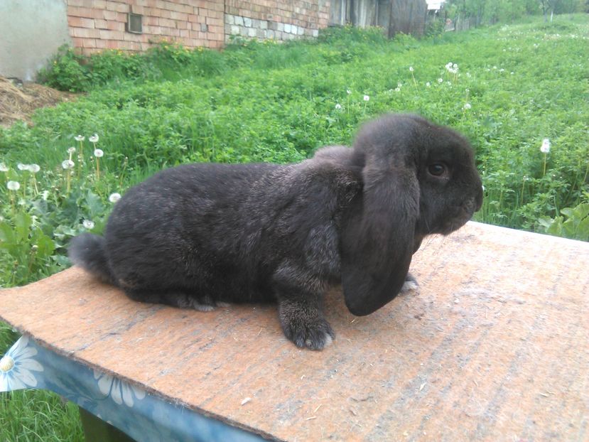  - A BERBEC GERMAN F 1