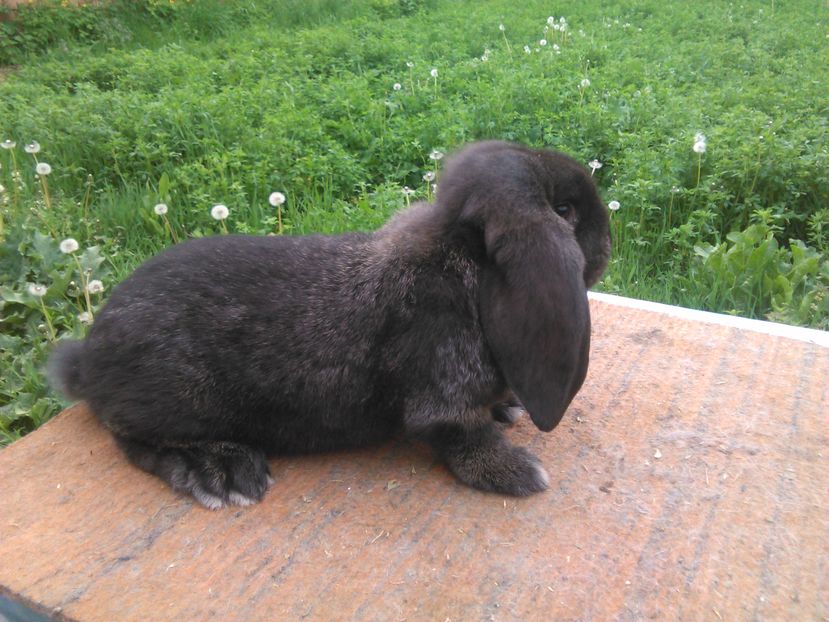  - A BERBEC GERMAN M3