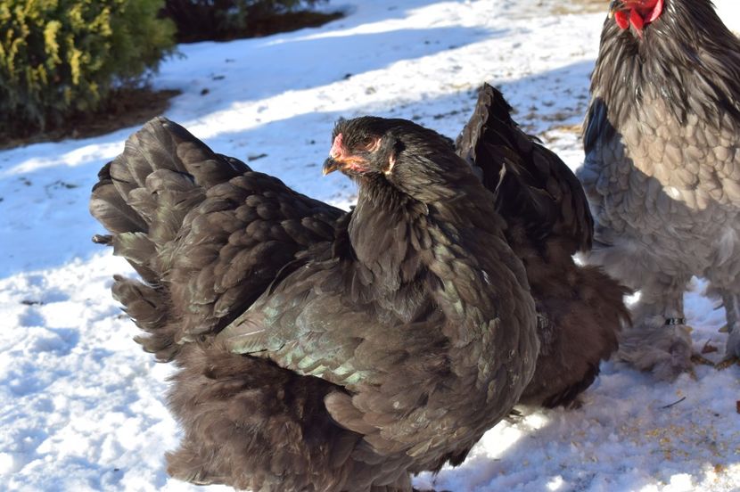  - BRAHMA ALBASTRU 2016-2017