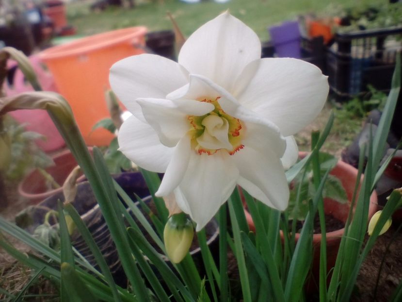 Narcise albe bătute parfumate intens - w Produse livrate