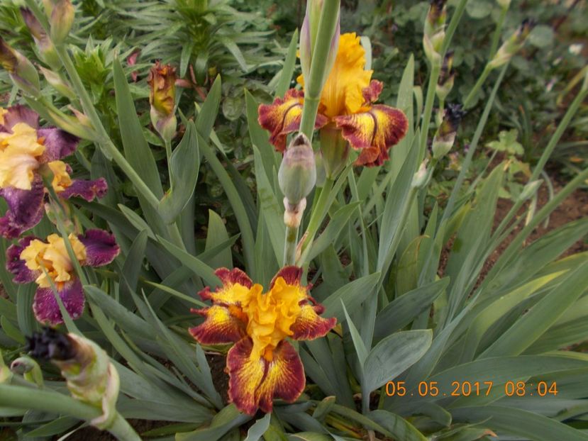 shine - IRISI BARBATA ELATIOR SI INTERMEDIA  2017