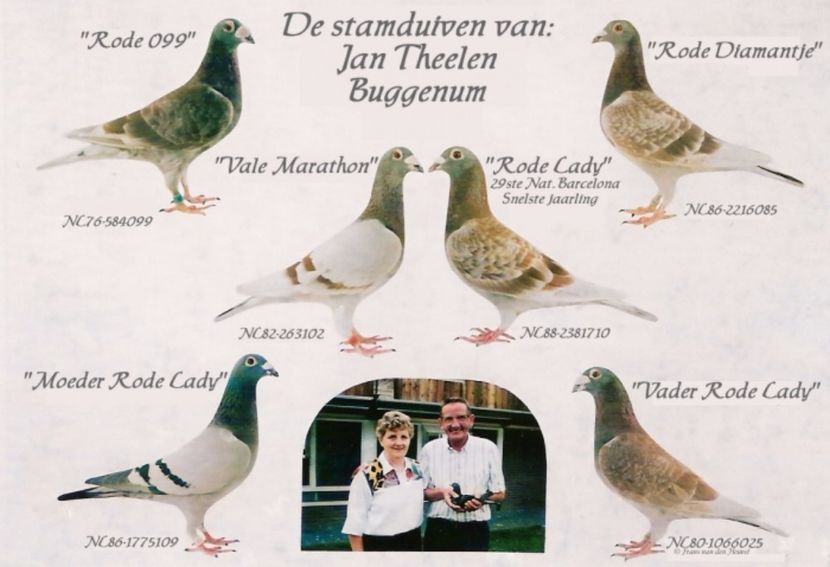 JT4 - Pasari de senzatie