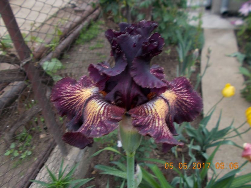 drama queen - IRISI BARBATA ELATIOR SI INTERMEDIA  2017