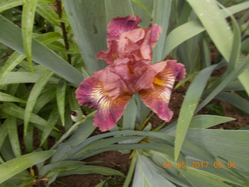 kerries kirtle - IRISI BARBATA ELATIOR SI INTERMEDIA  2017