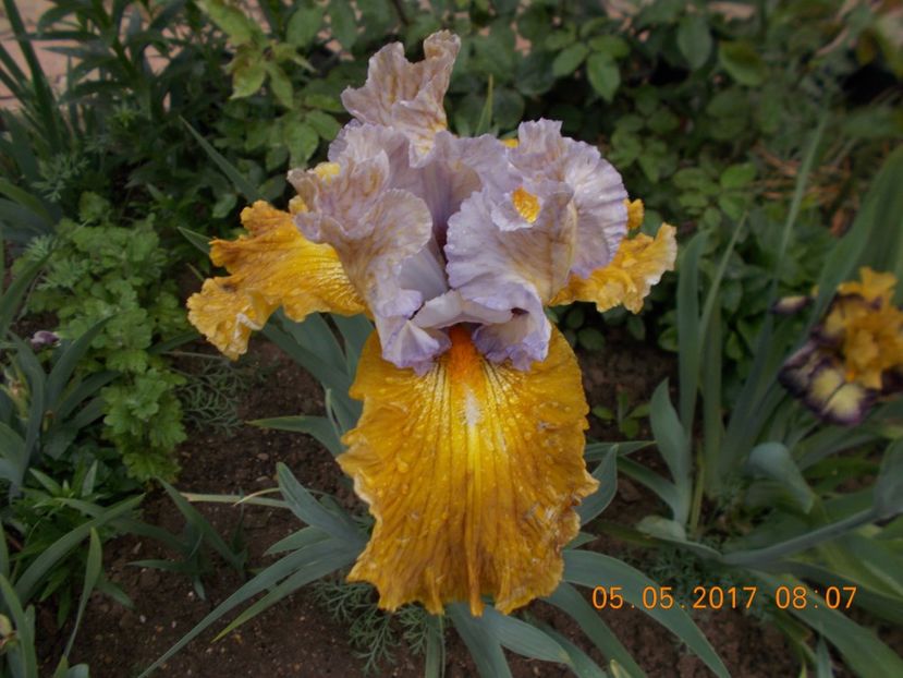 affaire - IRISI BARBATA ELATIOR SI INTERMEDIA  2017