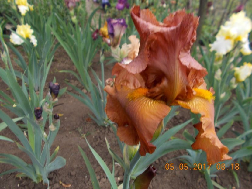 cable car - IRISI BARBATA ELATIOR SI INTERMEDIA  2017