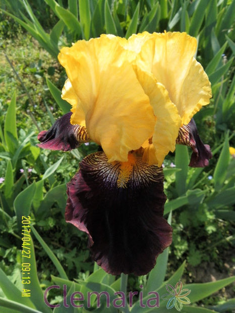 Blatant (4) - IRISI OFERTA 2017