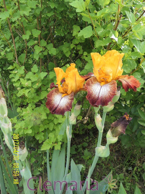 Broadway (2) - IRISI OFERTA 2017