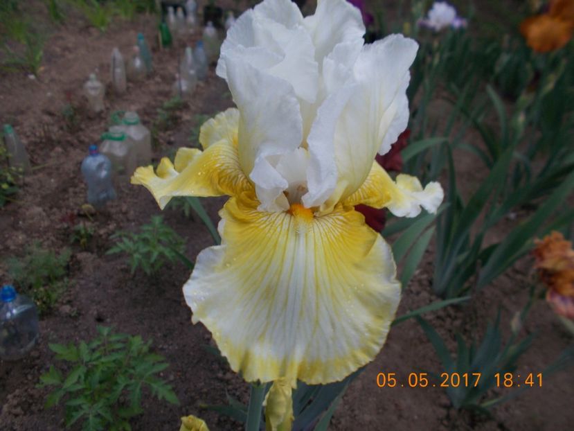 melted butter - IRISI BARBATA ELATIOR SI INTERMEDIA  2017