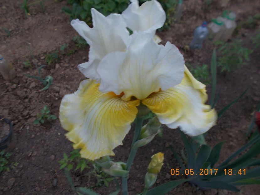 melted butter - IRISI BARBATA ELATIOR SI INTERMEDIA  2017