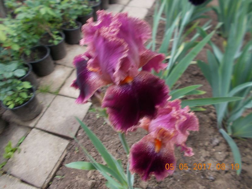 spin off - IRISI BARBATA ELATIOR SI INTERMEDIA  2017