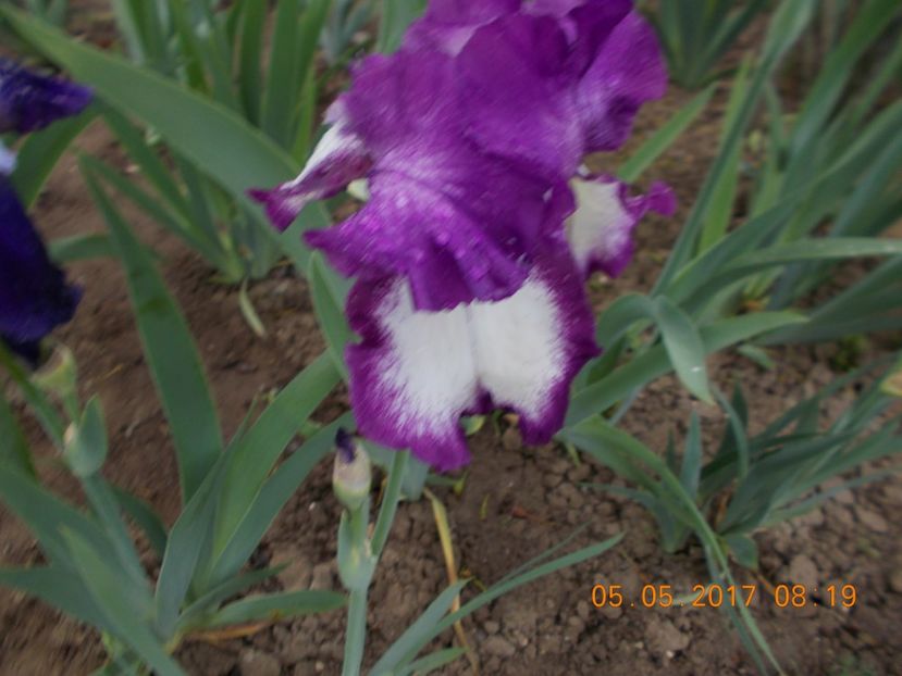 lavender sparkle - IRISI BARBATA ELATIOR SI INTERMEDIA  2017