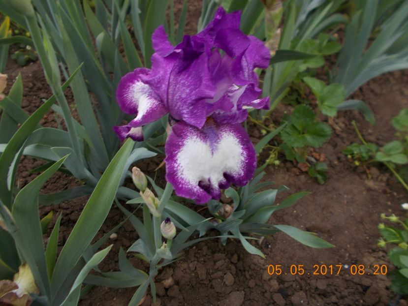 lavender sparkle - IRISI BARBATA ELATIOR SI INTERMEDIA  2017