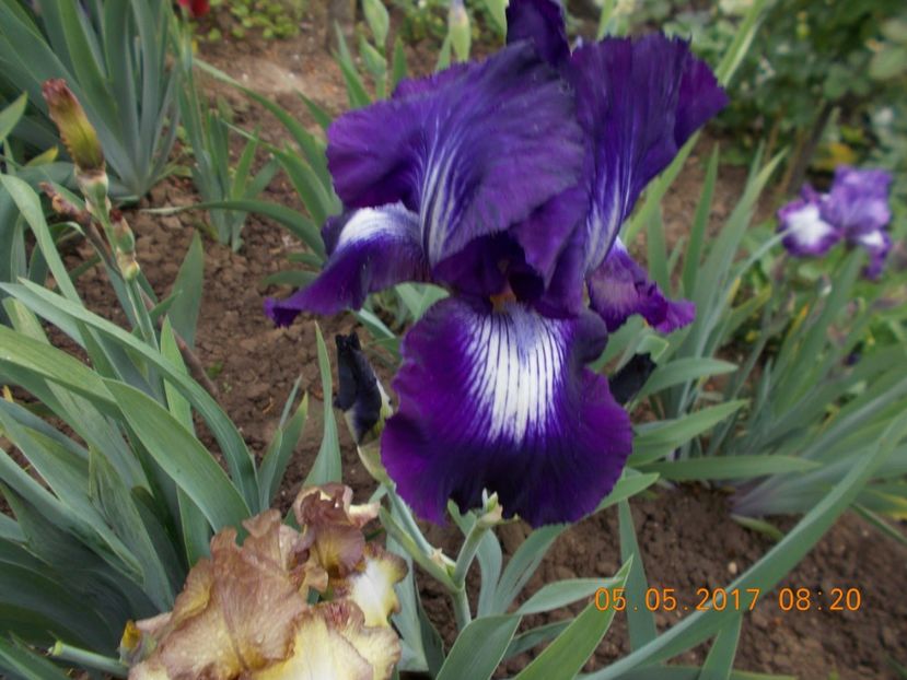 exotic star - IRISI BARBATA ELATIOR SI INTERMEDIA  2017