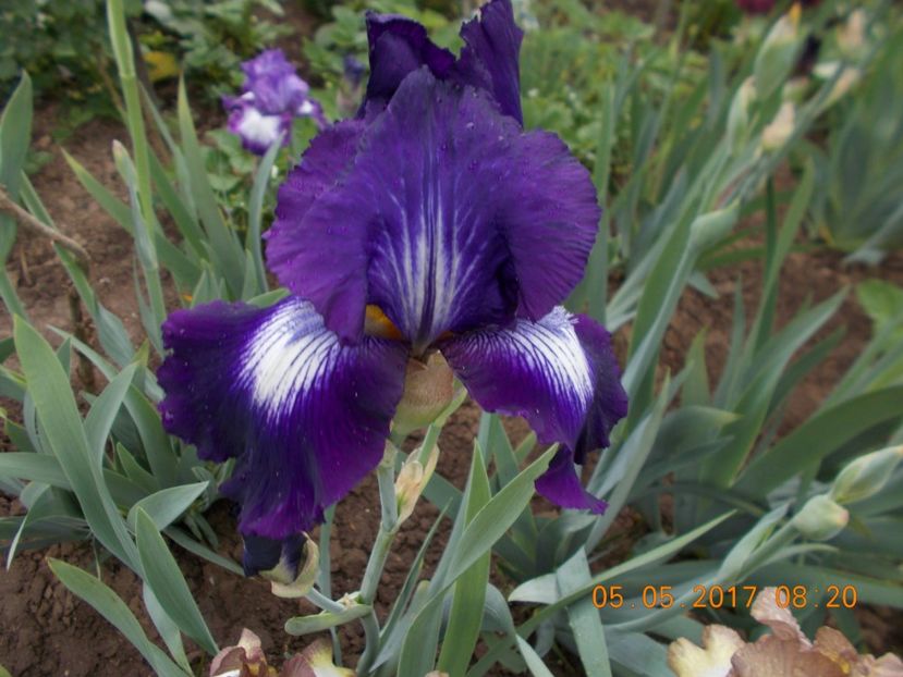 exotic star - IRISI BARBATA ELATIOR SI INTERMEDIA  2017