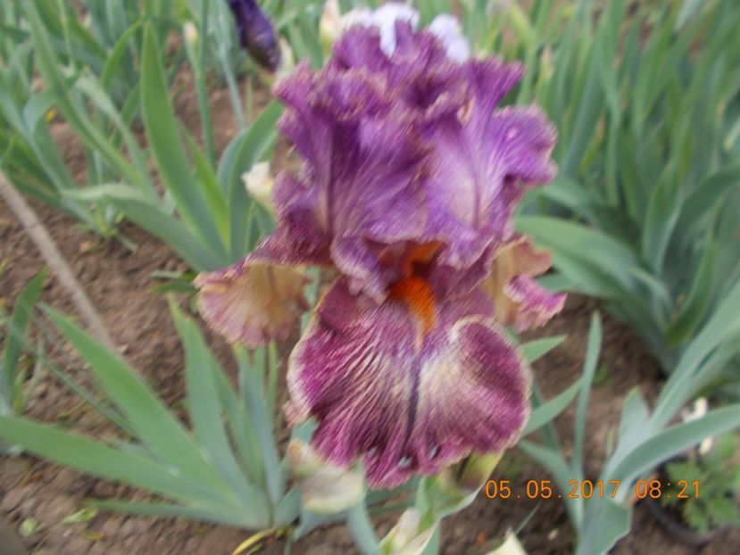 queen in calico - IRISI BARBATA ELATIOR SI INTERMEDIA  2017