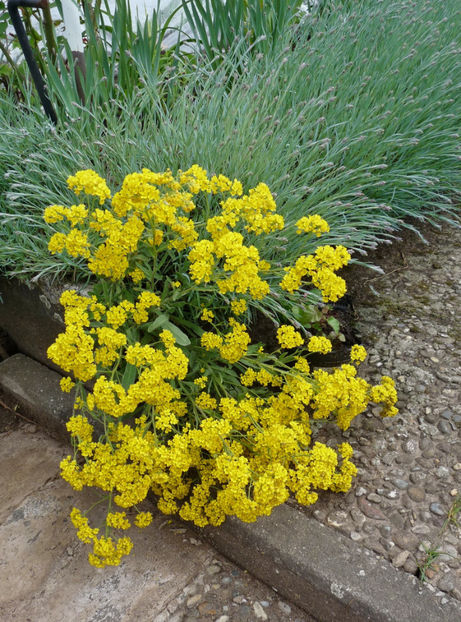  - 2017 - 01 - Primavara